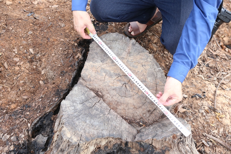 H&agrave;ng chục c&acirc;y lim gần trăm tuổi chết bất thường trong rừng đặc dụng ở Nghệ An- Ảnh 3.