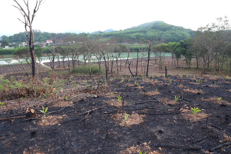 H&agrave;ng chục c&acirc;y lim gần trăm tuổi chết bất thường trong rừng đặc dụng ở Nghệ An- Ảnh 1.