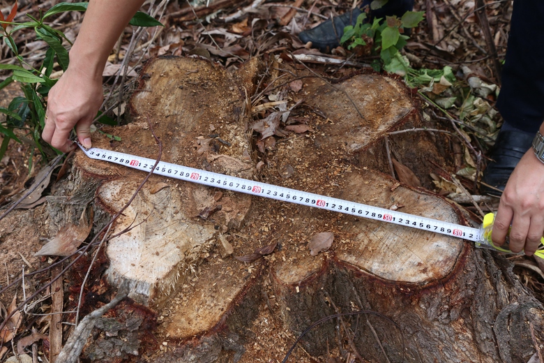 H&agrave;ng chục c&acirc;y lim gần trăm tuổi chết bất thường trong rừng đặc dụng ở Nghệ An- Ảnh 10.