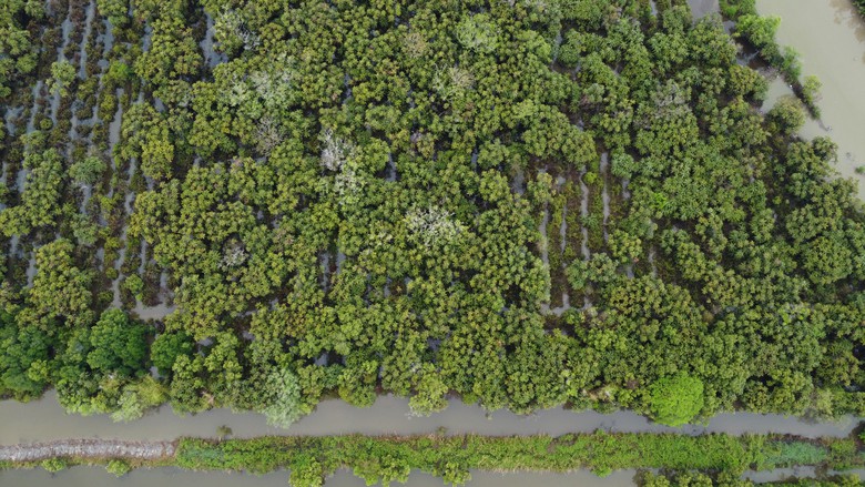 Cà Mau khôi phục vườn chim nổi tiếng bị "lãng quên"- Ảnh 2. Cà Mau khôi phục vườn chim nổi tiếng bị "lãng quên"- Ảnh 2.