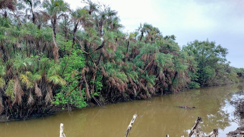 Cà Mau khôi phục vườn chim nổi tiếng bị "lãng quên"- Ảnh 1. Cà Mau khôi phục vườn chim nổi tiếng bị "lãng quên"- Ảnh 1.