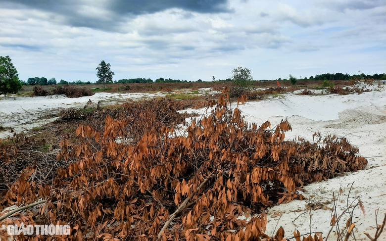 Quảng Trị: Đẩy nhanh thi c&ocirc;ng cảng biển Mỹ Thủy, sẵn s&agrave;ng khởi c&ocirc;ng cảng h&agrave;ng kh&ocirc;ng- Ảnh 6.
