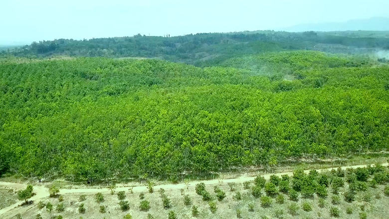 Kỳ lạ 360ha rừng cao su 5 năm kh&ocirc;ng t&igrave;m được chủ- Ảnh 1.