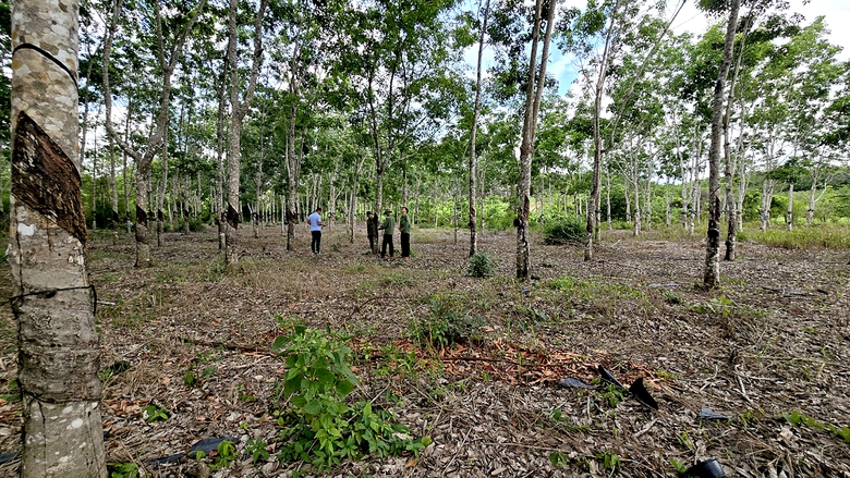 Kỳ lạ 360ha rừng cao su 5 năm kh&ocirc;ng t&igrave;m được chủ- Ảnh 2.