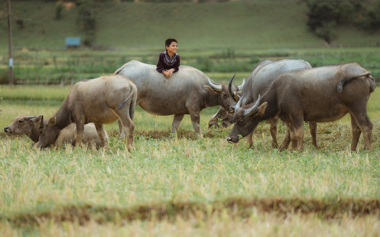M&ugrave;a v&agrave;ng tr&ecirc;n cao nguy&ecirc;n Măng Đen- Ảnh 10.