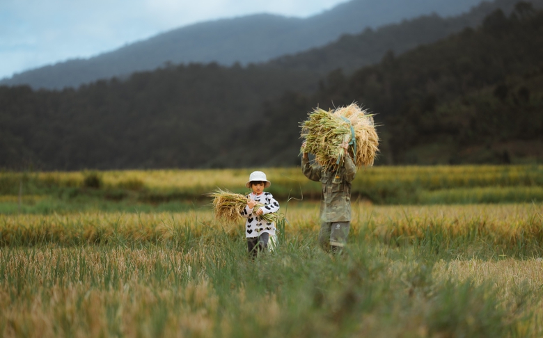 M&ugrave;a v&agrave;ng tr&ecirc;n cao nguy&ecirc;n Măng Đen- Ảnh 11.