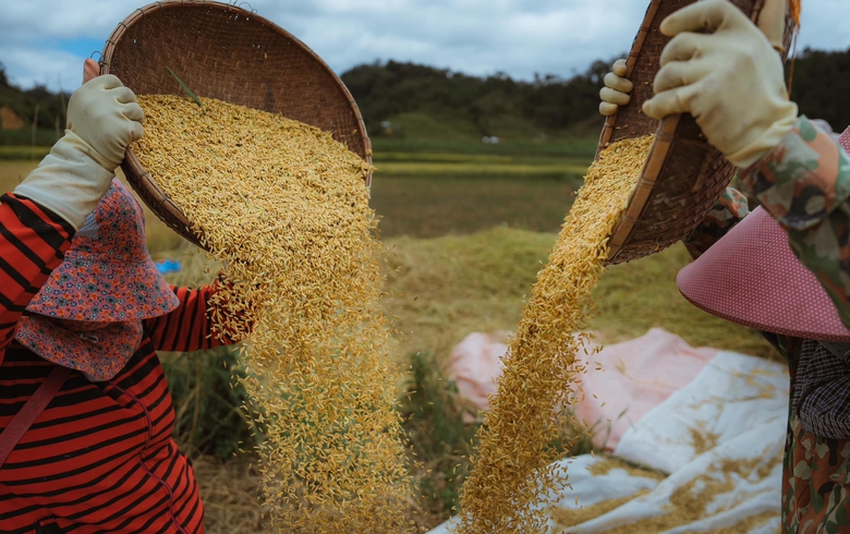 M&ugrave;a v&agrave;ng tr&ecirc;n cao nguy&ecirc;n Măng Đen- Ảnh 9.