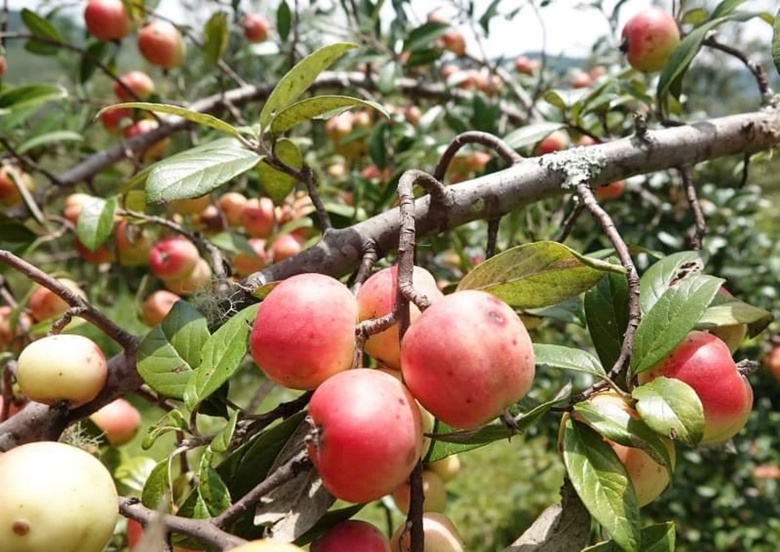 Đến M&ugrave; Cang Chải, ăn g&igrave;, chơi g&igrave; trong dịp 2/9?- Ảnh 27.