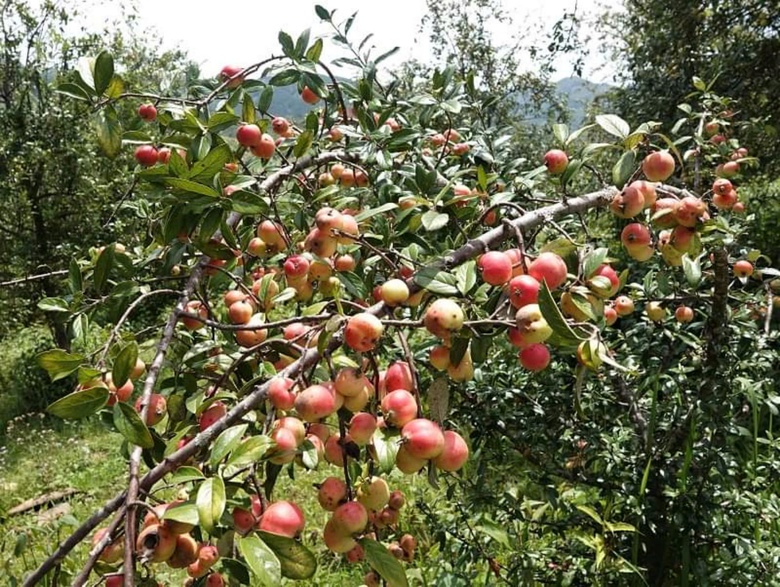 Đến M&ugrave; Cang Chải, ăn g&igrave;, chơi g&igrave; trong dịp 2/9?- Ảnh 28.