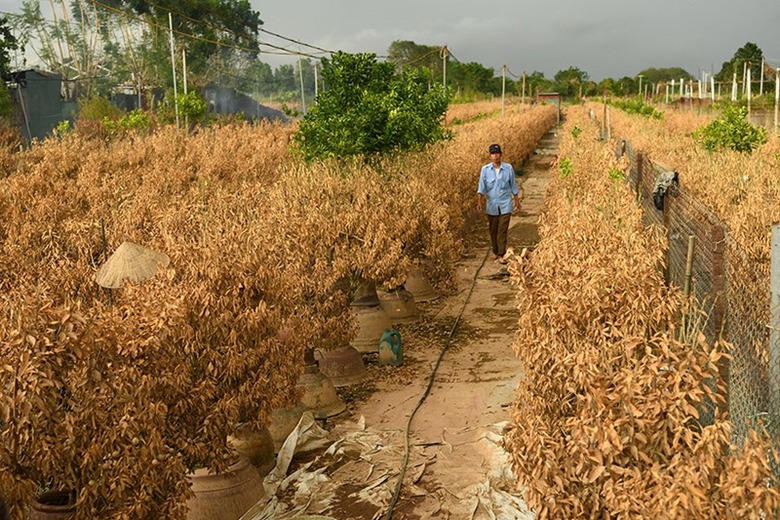 L&agrave;ng đ&agrave;o Nhật T&acirc;n tan hoang sau b&atilde;o, người d&acirc;n lo mất trắng vụ Tết- Ảnh 4.