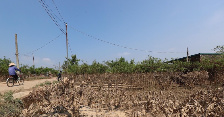 L&agrave;ng đ&agrave;o Nhật T&acirc;n tan hoang sau b&atilde;o, người d&acirc;n lo mất trắng vụ Tết- Ảnh 3.