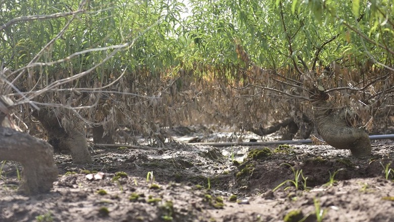 L&agrave;ng đ&agrave;o Nhật T&acirc;n tan hoang sau b&atilde;o, người d&acirc;n lo mất trắng vụ Tết- Ảnh 12.