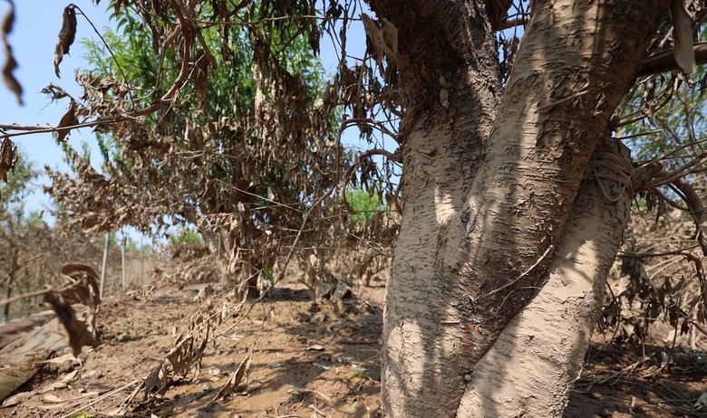 L&agrave;ng đ&agrave;o Nhật T&acirc;n tan hoang sau b&atilde;o, người d&acirc;n lo mất trắng vụ Tết- Ảnh 7.