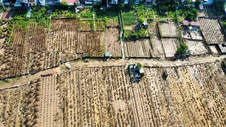 L&agrave;ng đ&agrave;o Nhật T&acirc;n tan hoang sau b&atilde;o, người d&acirc;n lo mất trắng vụ Tết- Ảnh 1.