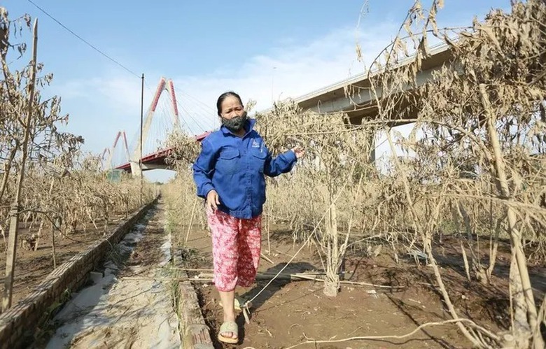 L&agrave;ng đ&agrave;o Nhật T&acirc;n tan hoang sau b&atilde;o, người d&acirc;n lo mất trắng vụ Tết- Ảnh 10.