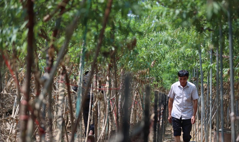 L&agrave;ng đ&agrave;o Nhật T&acirc;n tan hoang sau b&atilde;o, người d&acirc;n lo mất trắng vụ Tết- Ảnh 11.