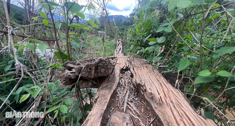 Kon Tum: Cả trăm cầu tạm, cầu d&acirc;n sinh xuống cấp, mất an to&agrave;n m&ugrave;a mưa lũ- Ảnh 12.