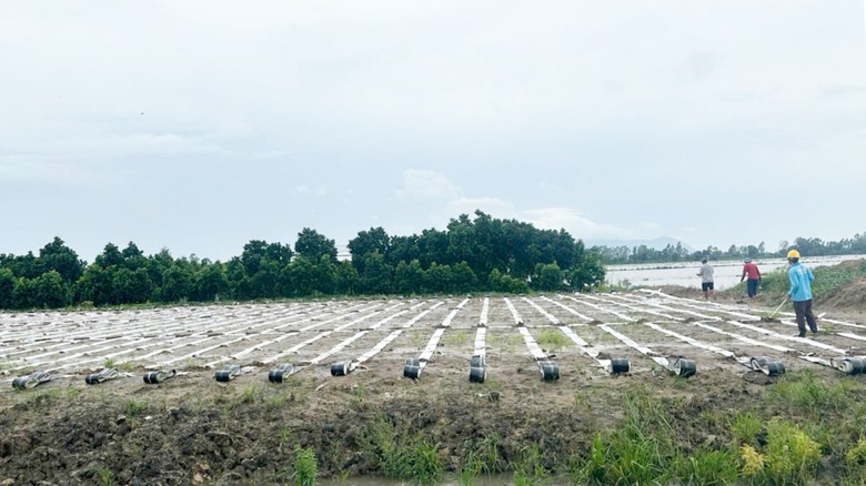 Nh&agrave; thầu thi c&ocirc;ng cao tốc Ch&acirc;u Đốc - Cần Thơ - S&oacute;c Trăng chạy đua với lũ- Ảnh 3.