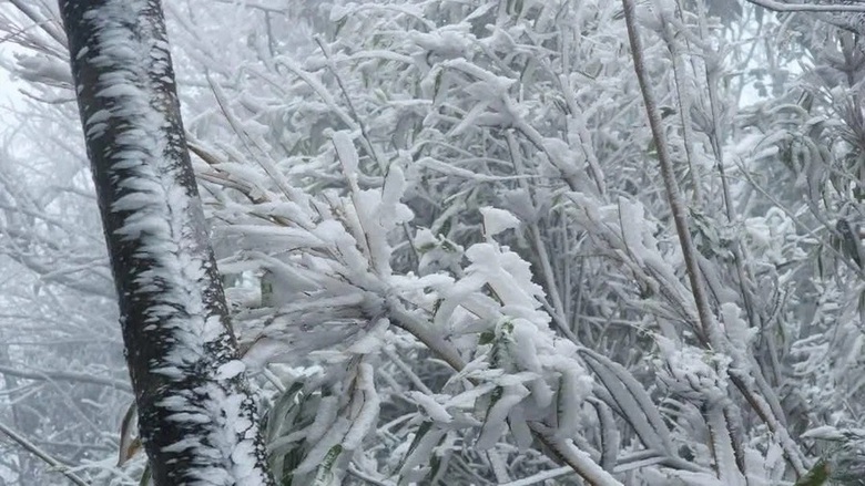 Xuất hiện băng gi&aacute; v&agrave; sương muối tại v&ugrave;ng cao L&agrave;o Cai, Y&ecirc;n B&aacute;i- Ảnh 3.
