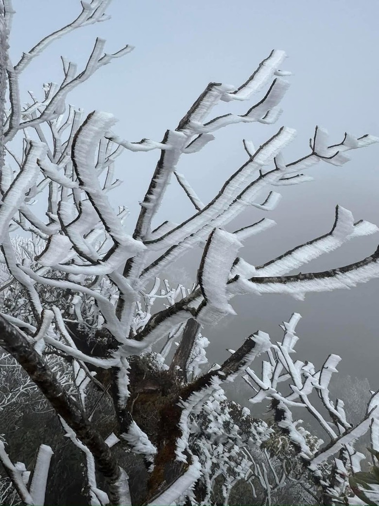 Xuất hiện băng gi&aacute; v&agrave; sương muối tại v&ugrave;ng cao L&agrave;o Cai, Y&ecirc;n B&aacute;i- Ảnh 4.