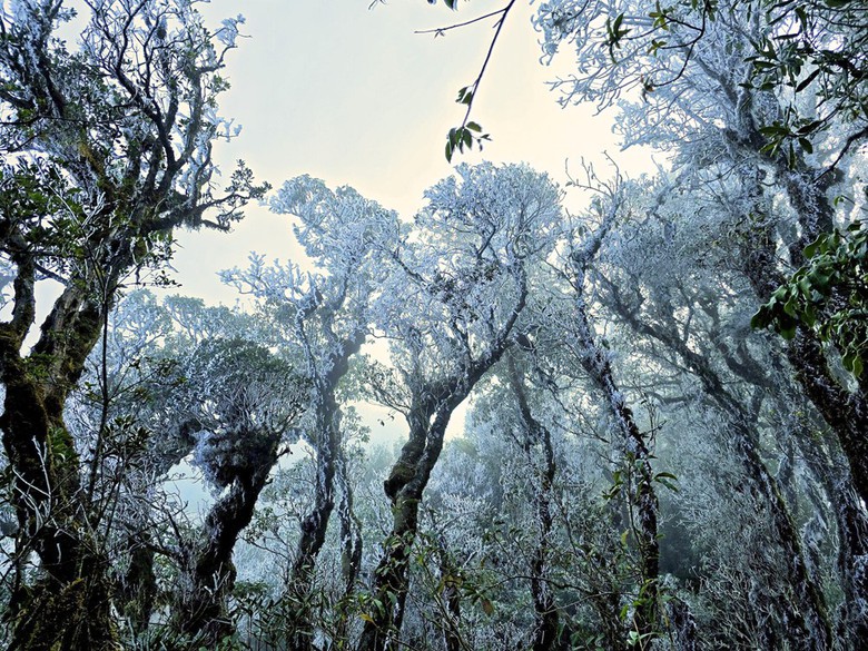 Xuất hiện băng gi&aacute; v&agrave; sương muối tại v&ugrave;ng cao L&agrave;o Cai, Y&ecirc;n B&aacute;i- Ảnh 1.