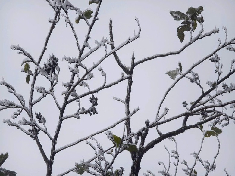 Xuất hiện băng gi&aacute; v&agrave; sương muối tại v&ugrave;ng cao L&agrave;o Cai, Y&ecirc;n B&aacute;i- Ảnh 2.