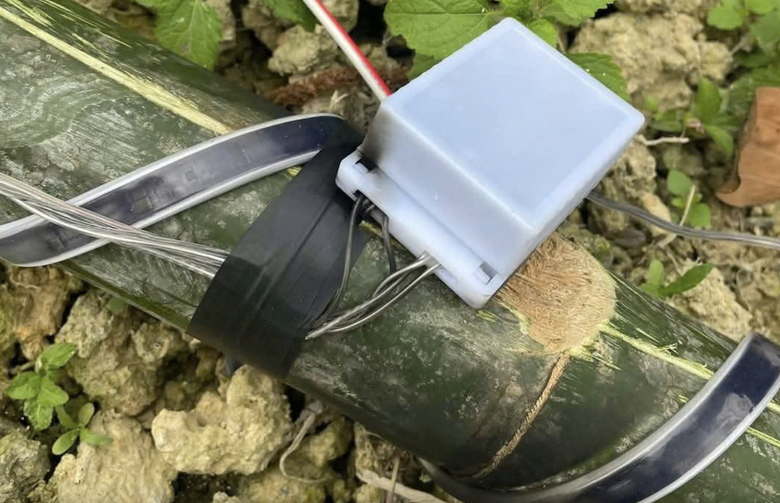 Một người d&acirc;n ở Thanh H&oacute;a tử vong khi đang dựng c&acirc;y n&ecirc;u chơi Tết- Ảnh 1.