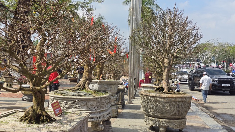 Những "cụ mai" trăm tuổi gi&aacute; tiền tỷ đ&igrave;u hiu tại chợ hoa Tết Đ&agrave; Nẵng- Ảnh 1.