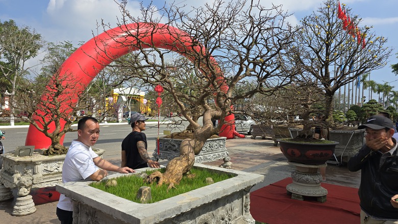 Những "cụ mai" trăm tuổi gi&aacute; tiền tỷ đ&igrave;u hiu tại chợ hoa Tết Đ&agrave; Nẵng- Ảnh 8.