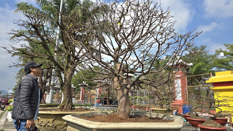 Những "cụ mai" trăm tuổi gi&aacute; tiền tỷ đ&igrave;u hiu tại chợ hoa Tết Đ&agrave; Nẵng- Ảnh 4.