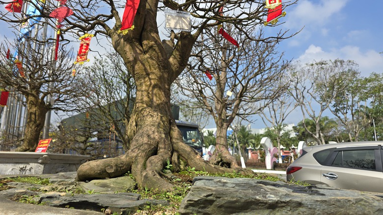 Những "cụ mai" trăm tuổi gi&aacute; tiền tỷ đ&igrave;u hiu tại chợ hoa Tết Đ&agrave; Nẵng- Ảnh 2.