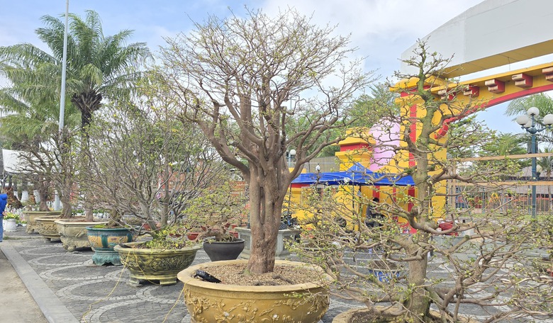 Những "cụ mai" trăm tuổi gi&aacute; tiền tỷ đ&igrave;u hiu tại chợ hoa Tết Đ&agrave; Nẵng- Ảnh 3.