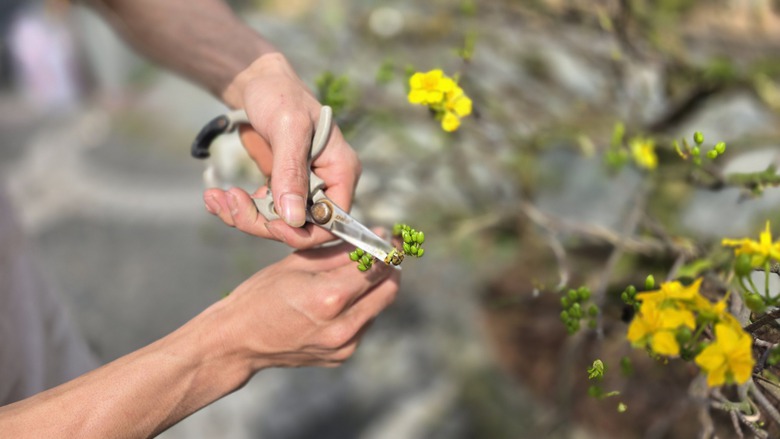 Những "cụ mai" trăm tuổi gi&aacute; tiền tỷ đ&igrave;u hiu tại chợ hoa Tết Đ&agrave; Nẵng- Ảnh 6.