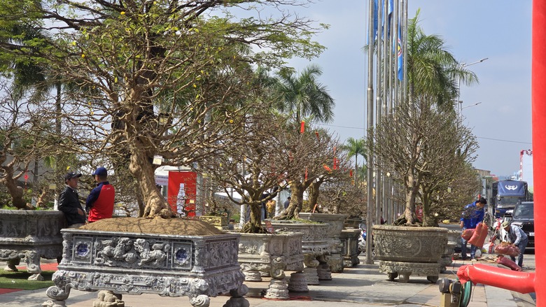 Những "cụ mai" trăm tuổi gi&aacute; tiền tỷ đ&igrave;u hiu tại chợ hoa Tết Đ&agrave; Nẵng- Ảnh 5.
