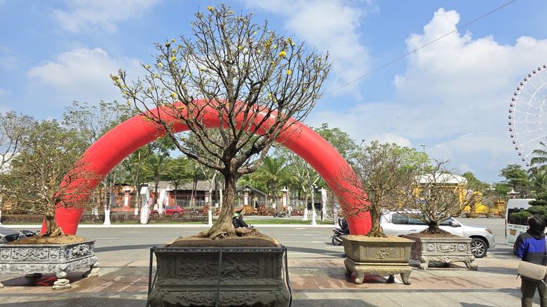 Những "cụ mai" trăm tuổi gi&aacute; tiền tỷ đ&igrave;u hiu tại chợ hoa Tết Đ&agrave; Nẵng- Ảnh 9.