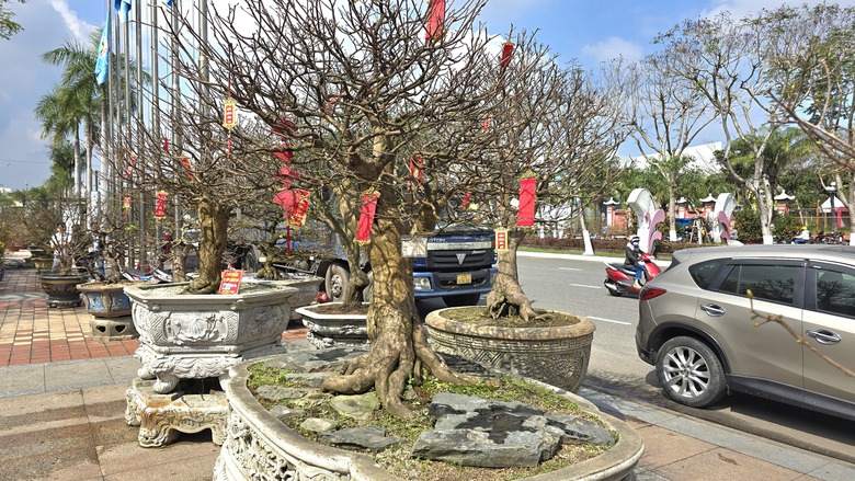Những "cụ mai" trăm tuổi gi&aacute; tiền tỷ đ&igrave;u hiu tại chợ hoa Tết Đ&agrave; Nẵng- Ảnh 10.
