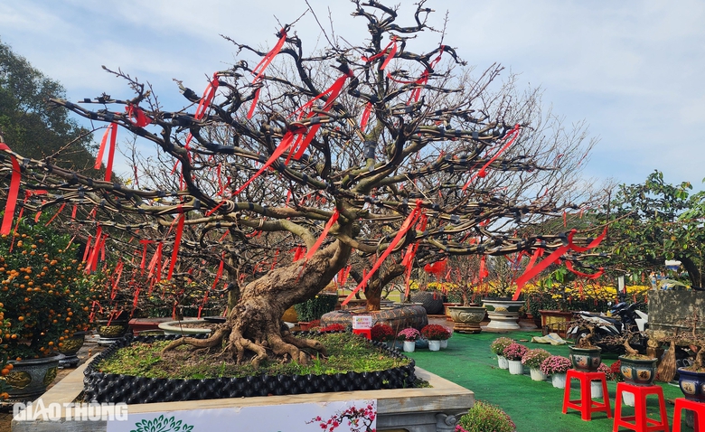 Người d&acirc;n th&iacute;ch th&uacute; tạo d&aacute;ng dưới gốc mai gi&agrave; được rao b&aacute;n 3 tỷ- Ảnh 6.