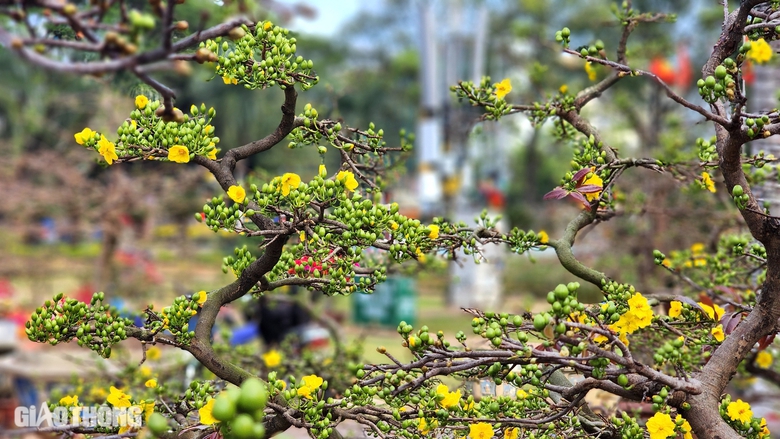 Người d&acirc;n th&iacute;ch th&uacute; tạo d&aacute;ng dưới gốc mai gi&agrave; được rao b&aacute;n 3 tỷ- Ảnh 7.