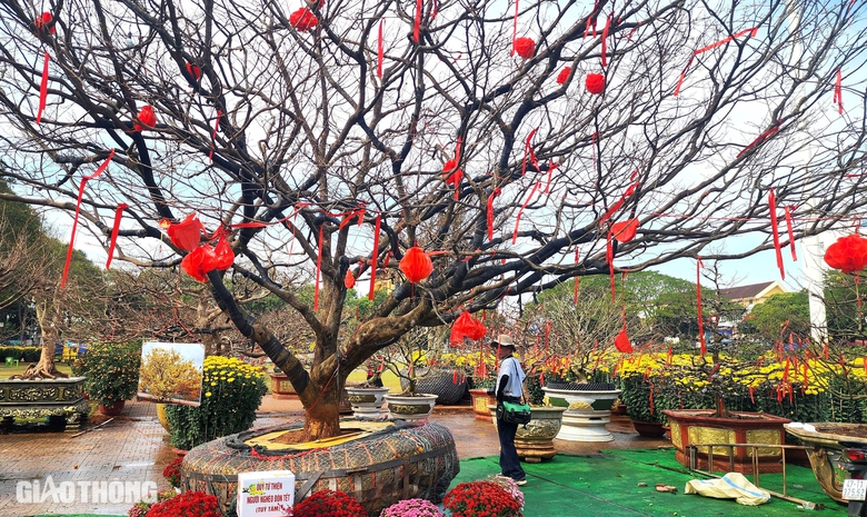 Người d&acirc;n th&iacute;ch th&uacute; tạo d&aacute;ng dưới gốc mai gi&agrave; được rao b&aacute;n 3 tỷ- Ảnh 2.