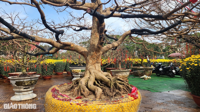 Người d&acirc;n th&iacute;ch th&uacute; tạo d&aacute;ng dưới gốc mai gi&agrave; được rao b&aacute;n 3 tỷ- Ảnh 5.