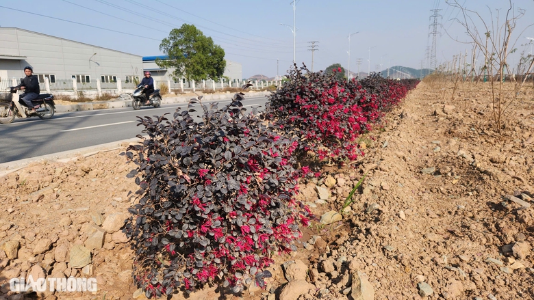 Xuân vui đầu tiên trên tuyến đường hơn 3.700 tỷ đồng ở Hà Nam- Ảnh 11. Xuân vui đầu tiên trên tuyến đường hơn 3.700 tỷ đồng ở Hà Nam- Ảnh 11.