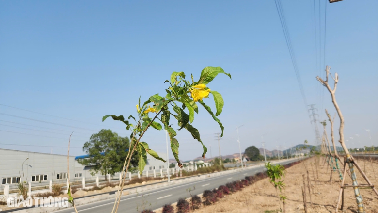 Xuân vui đầu tiên trên tuyến đường hơn 3.700 tỷ đồng ở Hà Nam- Ảnh 13. Xuân vui đầu tiên trên tuyến đường hơn 3.700 tỷ đồng ở Hà Nam- Ảnh 13.