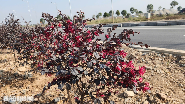 Xuân vui đầu tiên trên tuyến đường hơn 3.700 tỷ đồng ở Hà Nam- Ảnh 12. Xuân vui đầu tiên trên tuyến đường hơn 3.700 tỷ đồng ở Hà Nam- Ảnh 12.