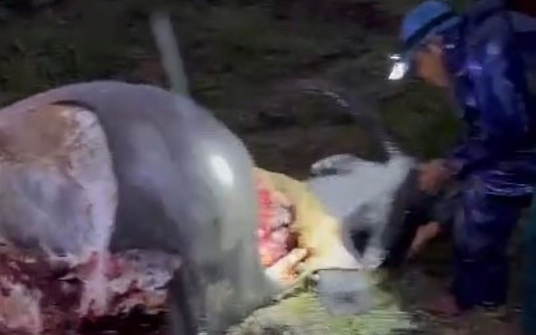 Điều tra nghi &aacute;n kẻ gian chặt 6 đ&ugrave;i tr&acirc;u để ăn Tết