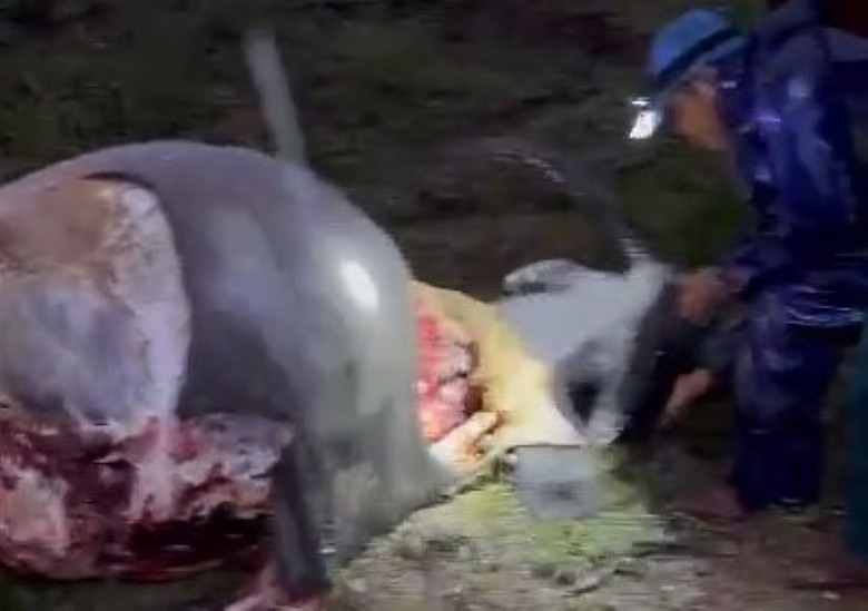 Điều tra nghi án kẻ gian chặt 6 đùi trâu để ăn Tết- Ảnh 1. Điều tra nghi án kẻ gian chặt 6 đùi trâu để ăn Tết- Ảnh 1.