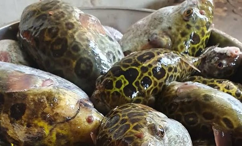 Bình Thuận: Sau bữa cơm với cá nóc, 1 người tử vong, 4 người nhập viện- Ảnh 1. Bình Thuận: Sau bữa cơm với cá nóc, 1 người tử vong, 4 người nhập viện- Ảnh 1.