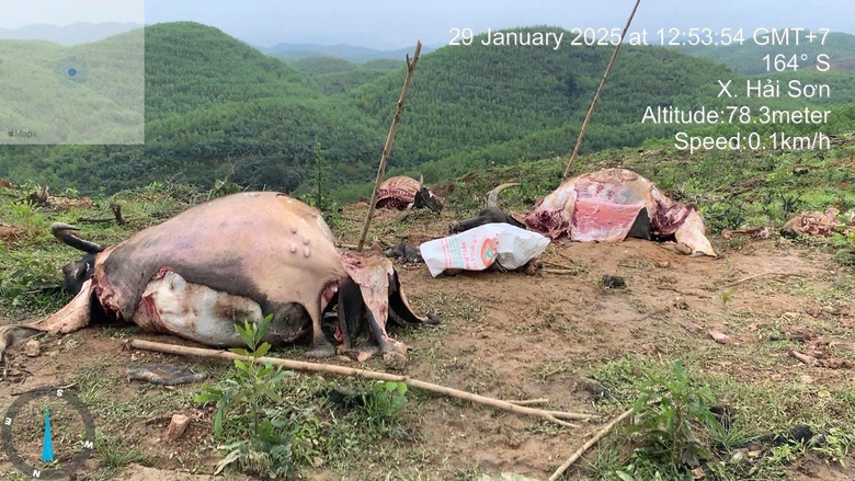 Lộ diện nh&oacute;m giết trộm 6 con tr&acirc;u trong dịp Tết ở Quảng Trị- Ảnh 2.
