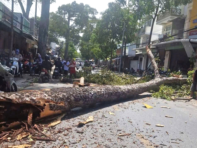 C&acirc;y đổ, gi&oacute; cuốn văng biển quảng c&aacute;o giữa đường phố Tr&agrave; Vinh khiến người d&acirc;n bị thương- Ảnh 2.