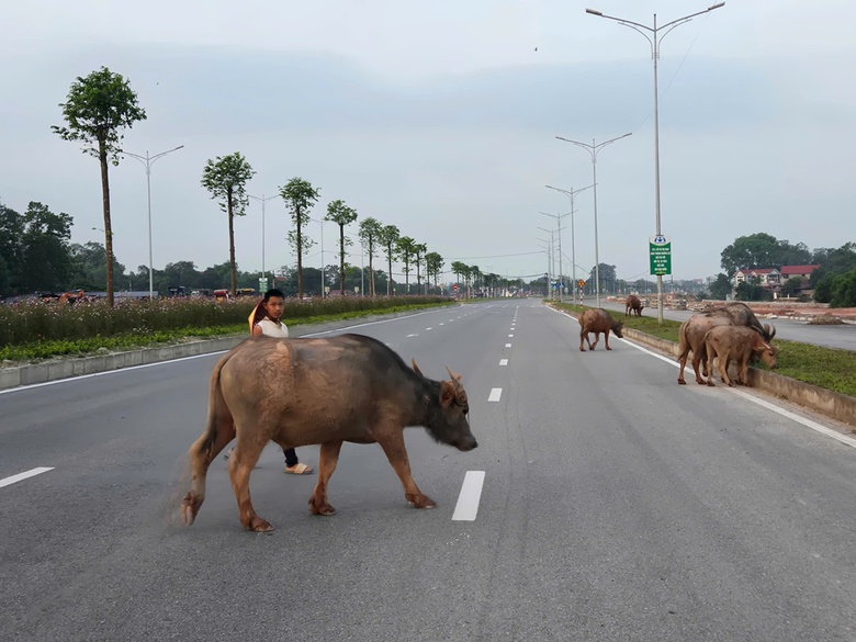 Th&aacute;i Nguy&ecirc;n: Đường v&agrave;nh đai li&ecirc;n tục xảy ra tai nạn, người d&acirc;n mong sớm lắp đ&egrave;n t&iacute;n hiệu- Ảnh 4.