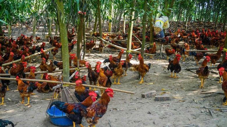 V&igrave; sao huyện Ph&uacute; B&igrave;nh được chọn đạt chuẩn n&ocirc;ng th&ocirc;n mới n&acirc;ng cao năm 2024?- Ảnh 4.